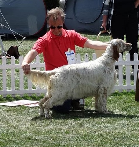 Wansleydale setters best sale