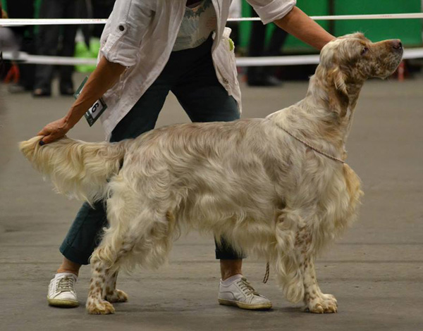 Wansleydale setters best sale